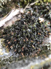 Grimmia pulvinata