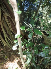 Dioscorea cotinifolia