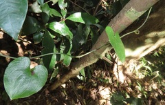 Dioscorea cotinifolia