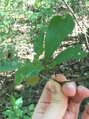 Amphibolips quercusracemaria