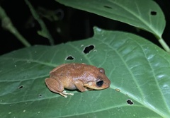 Eleutherodactylus coqui