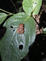 Eleutherodactylus coqui