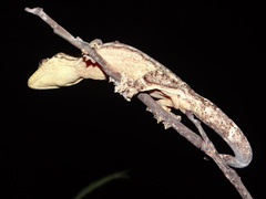 Thecadactylus solimoensis