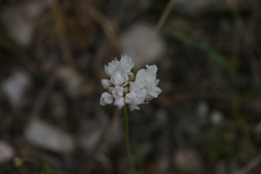 Gilia capitata abrotanifolia