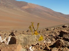 Cistanthe arancioana