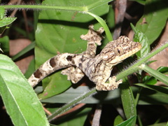 Thecadactylus solimoensis