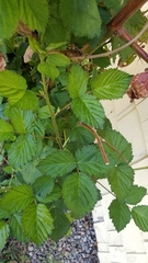 Rubus bifrons