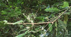 Tricalysia capensis