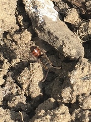 Nomada