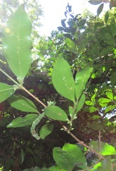 Tricalysia capensis