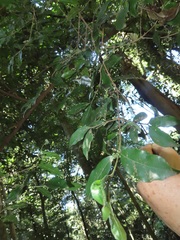 Tricalysia capensis