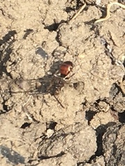 Nomada