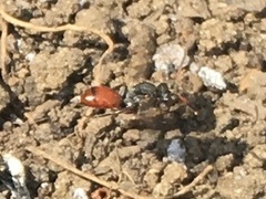 Nomada