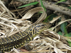 Tupinambis teguixin