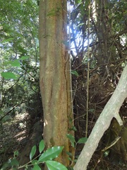 Tricalysia capensis