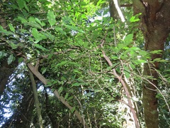 Tricalysia capensis