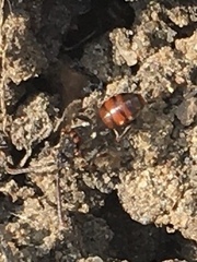 Nomada