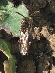 Nomada