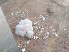 Bubo