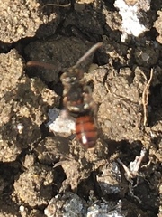 Nomada