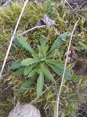 Arabidopsis suecica