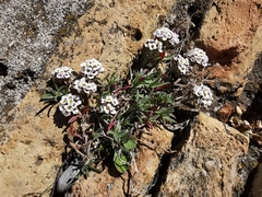 Lobularia maritima