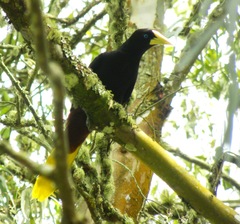 Psarocolius decumanus