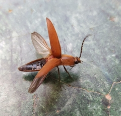 Coleoptera