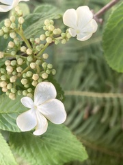 Viburnum plicatum