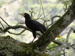 Psarocolius decumanus