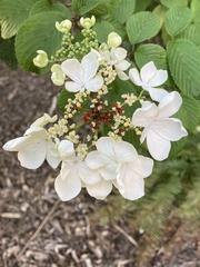 Viburnum plicatum