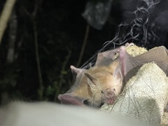 Erophylla bombifrons