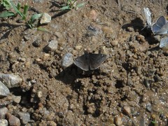 Erynnis persius