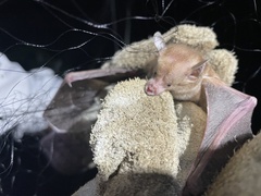 Erophylla bombifrons