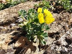 Lotus cytisoides