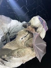 Erophylla bombifrons