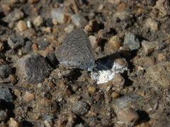 Celastrina echo sidara