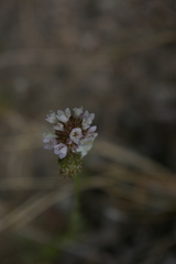 Gilia capitata abrotanifolia