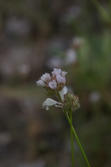 Gilia capitata abrotanifolia