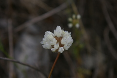Gilia capitata abrotanifolia