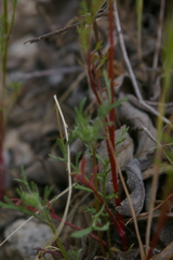 Gilia capitata abrotanifolia