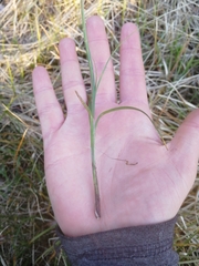 Carex digitata