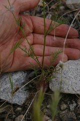 Gilia capitata abrotanifolia