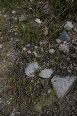Gilia capitata abrotanifolia