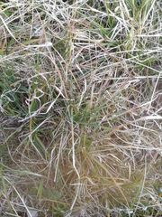 Carex digitata