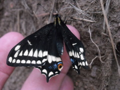 Papilio indra