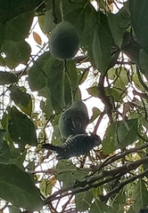 Dryobates nuttallii
