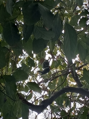 Dryobates nuttallii