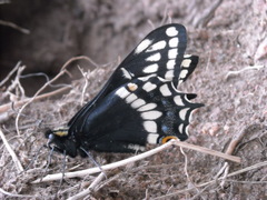 Papilio indra