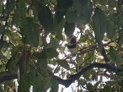 Dryobates nuttallii